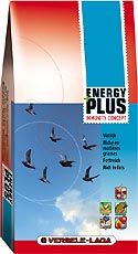 Energy plus
