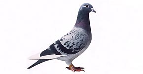 Trkaci Golub Pismonoša